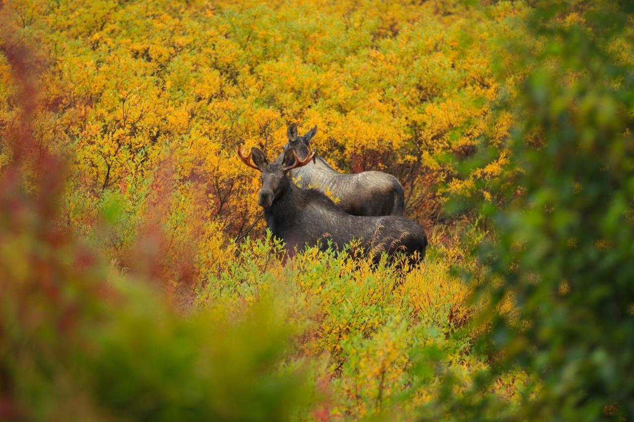 Caribou Lodge Alaska Талкитна Экстерьер фото