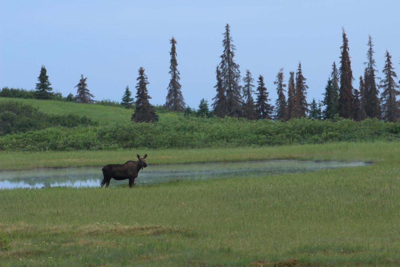 Caribou Lodge Alaska Талкитна Экстерьер фото